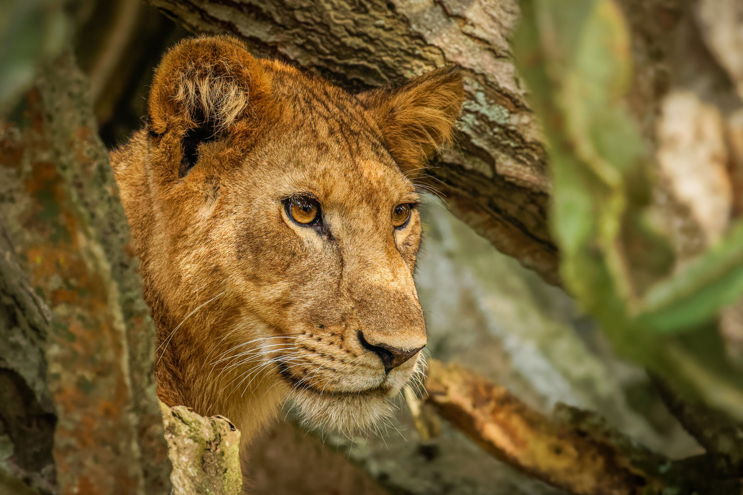 queen elizabeth national park (2).webp
